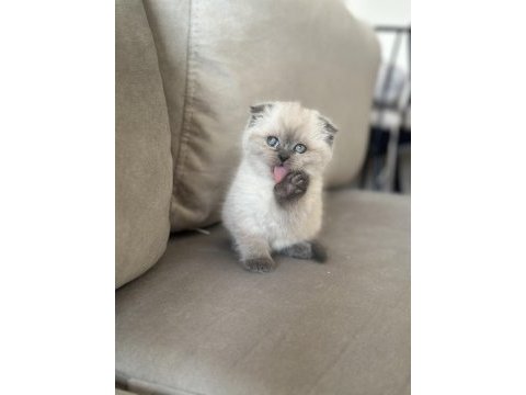 Dünyalar şekeri scottish fold