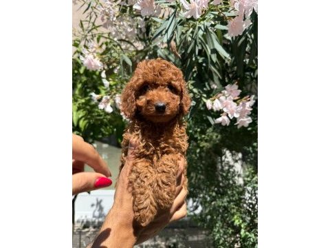 Orjinal güler yüzlü sevimli toy poodle