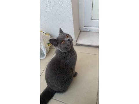 Ücretsiz sahiplendirme 1 yaşında british shorthair