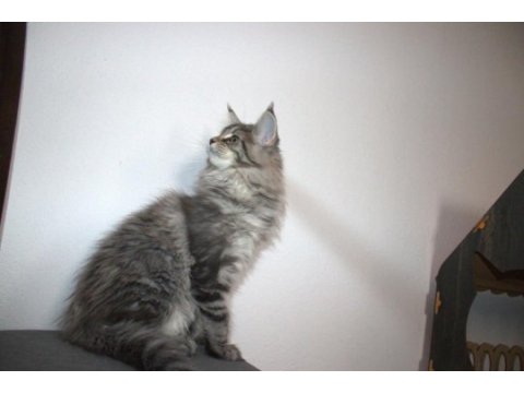 İlloai ve arthur maine coon yavruları hepsi şampiyon adayı