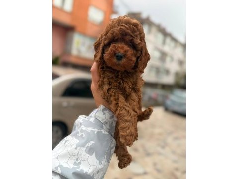 Red brown toy poodle bebekler