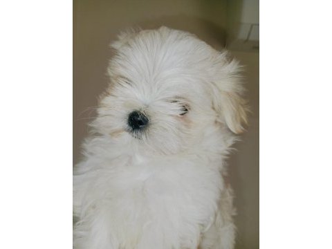 Maltese kızım