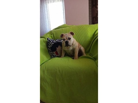 Orijinal ırk english bulldog yavrumuz