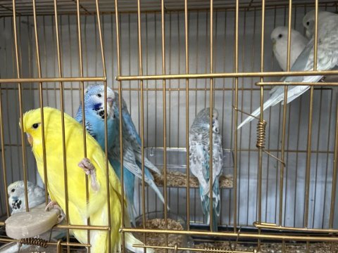 Jumbo muhabbet kuşu yavruları yeni yeme düşmüş