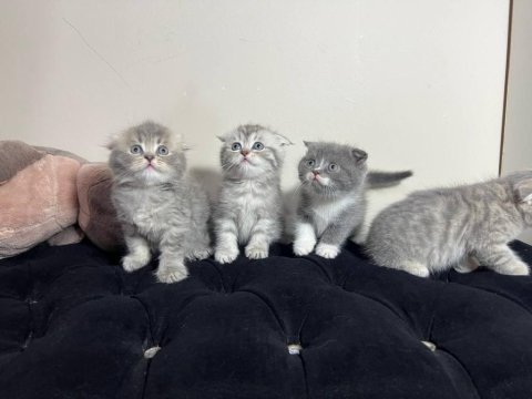 Safkan scottish fold yavruları