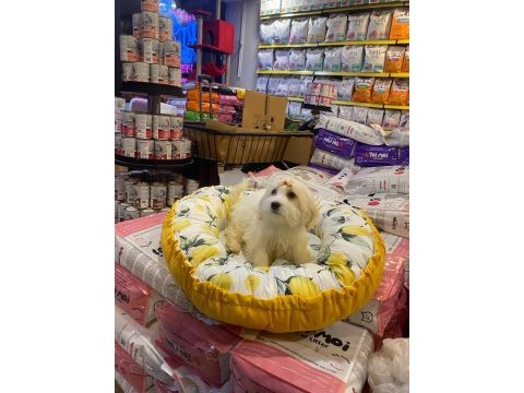 Maltese terrier yavrular