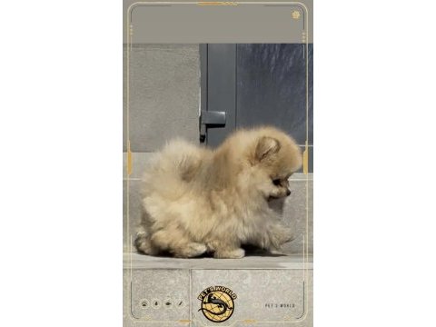 Mini pomeranian boo yavrumuz