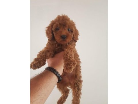 23 haziran doğumlu poodle bebekler