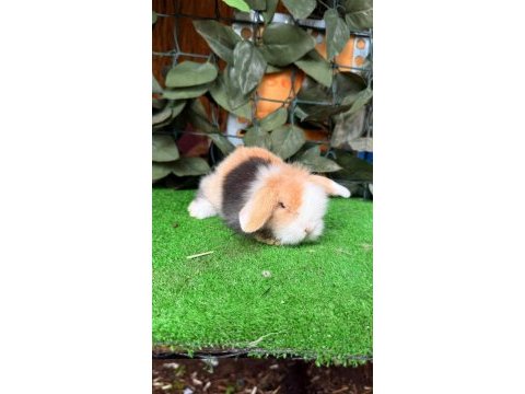 Safkan hollanda lop ve cüce tavşanlar