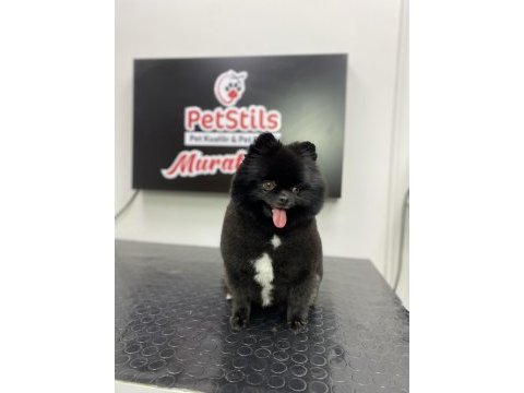 Kalite severler için pomeranian boo dişi