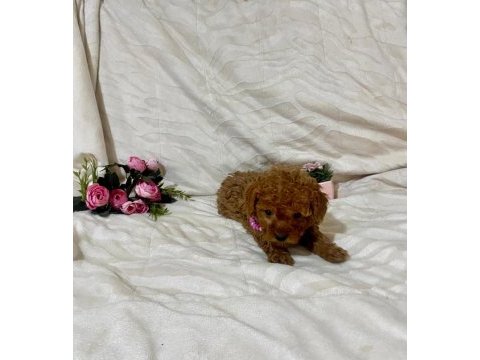 Cici kızımız toy poodle
