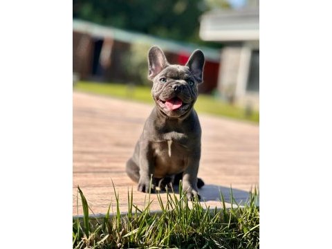 French bulldog yavruları çiftlikten   