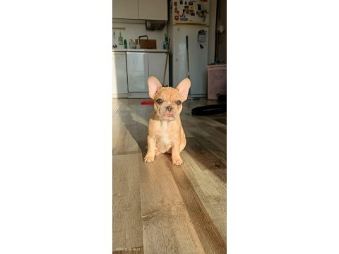 Egzotik merle french bulldog bebekler
