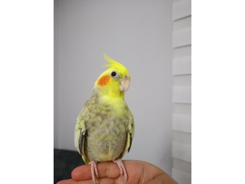 6-7 aylık bilezikli öğrenmeye açık sultan papağanı kuki