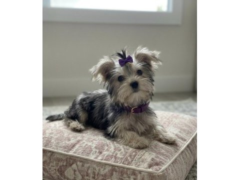 Teacup ev ortamından yavru köpekler