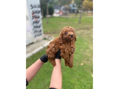 Toy poodle yavrularim ev üretimi