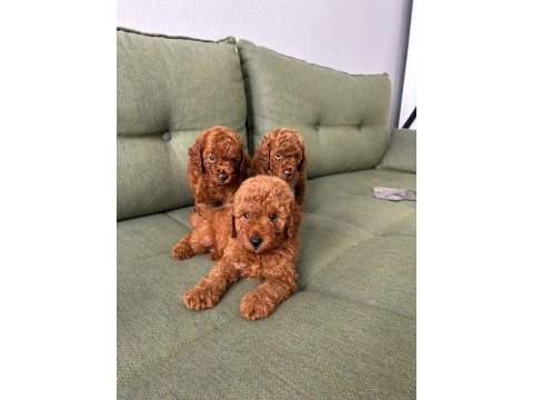 Kore red poodle