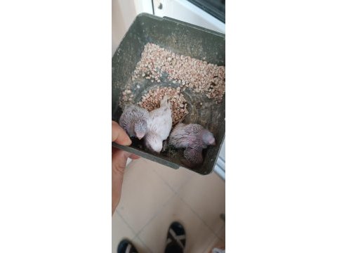 Yavrulu takımlar ve yeni yeme düşmüş kuşlar