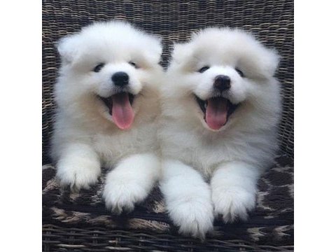 Irk ve sağlık garantili samoyed yavrularımız