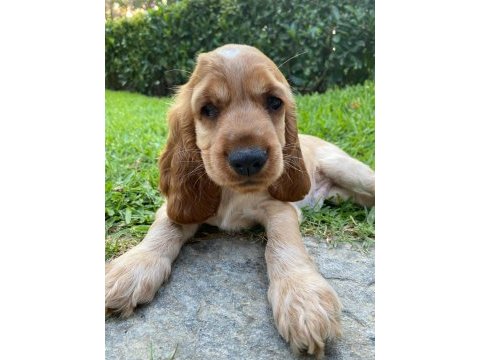 Safkan cocker köpekler