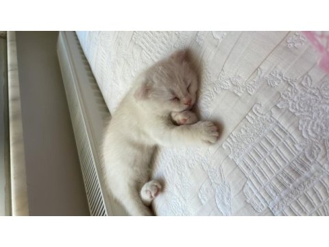 1.5 aylık erkek scottish fold