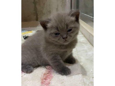 British shorthair 2 adet dişi yavru