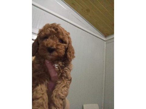Toy poodle yavruları
