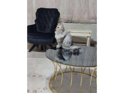 British longhair kedime eş arıyoruz