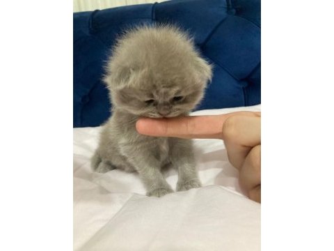 Uzun tüylü scottish fold