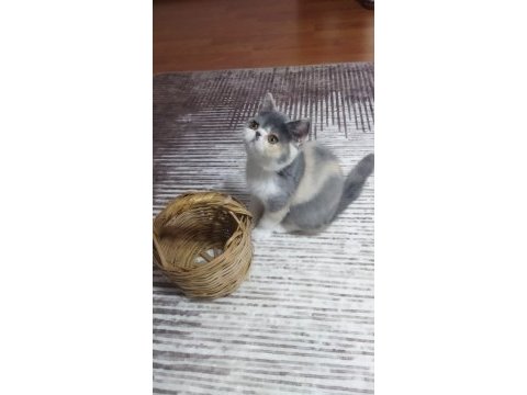 Dişi egzotik kedimiz yeni yuvasına gitmeye hazır