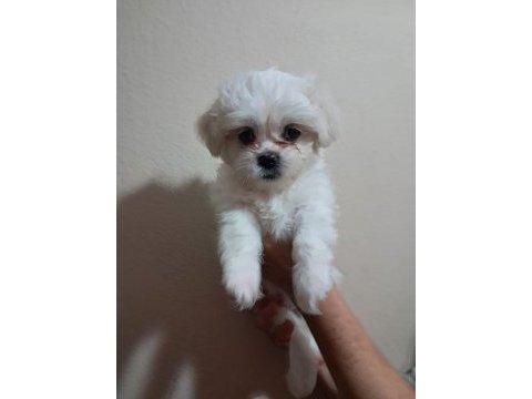 Shih tzu 2 aylık şitsu yavrularımız sahiplendirilecektir