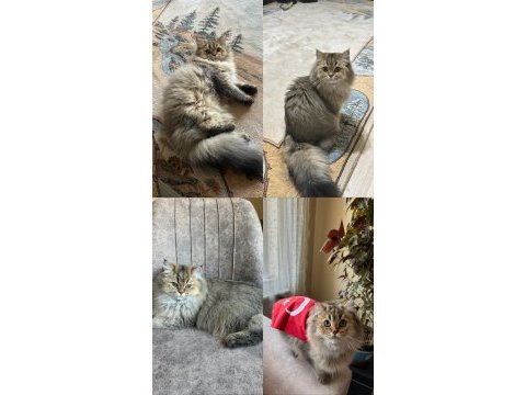 Sibirya cinsi erkek kedimiz