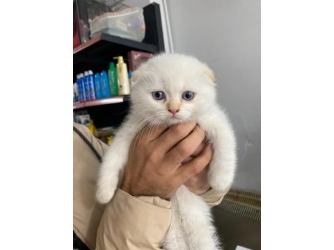 Tatlı bebek scottish fold
