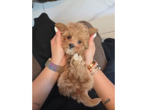 Akıllı ve tüy dökmeyen karakteriyle maltipoo yavrusu