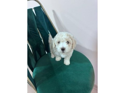 0 boy köpeklerimiz yeni ailelerine gitmeye hazır