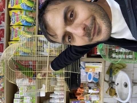 Ele kola alışkın full evcil lori papağanı