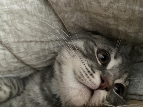 6 aylık scottish fold