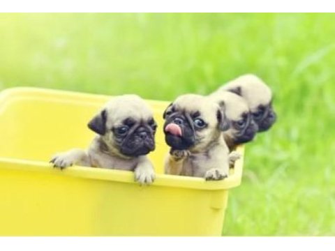 Irk ve sağlık garantili pug köpekler