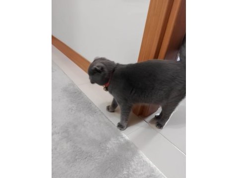 Ücretli 8 aylık kedimiz sahiplendirilecek