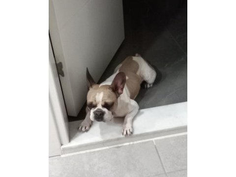 Fransız bulldog kızım