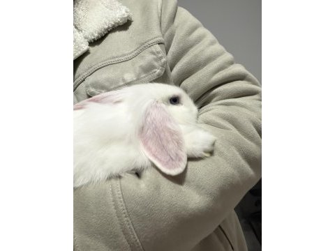 4.5 aylık hollanda lop tavşan
