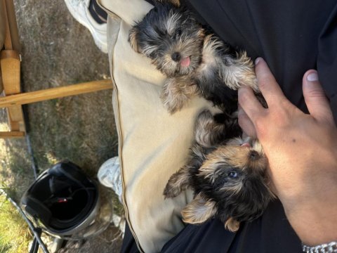 Dişi erkek teacup yorkshire terrier