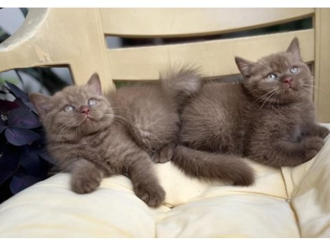 Cinnamon british shorthair