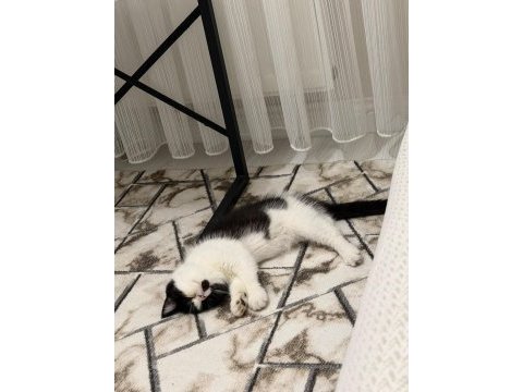 Harika bir erkek exotic shorthair beşiktaş yavru