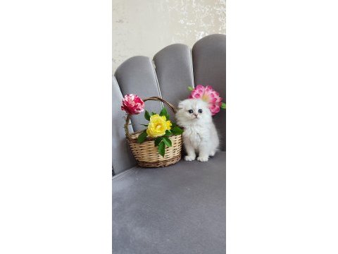 Scottish fold yavrumuz
