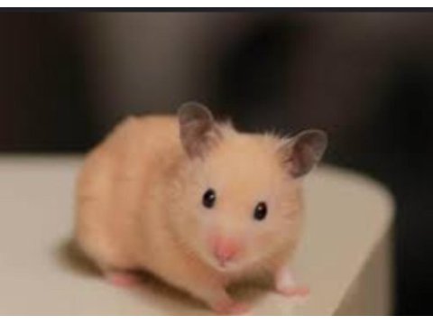 Suriye hamster yavrular