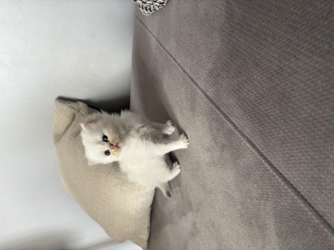 British shorthair 40 günlük erkek yavru