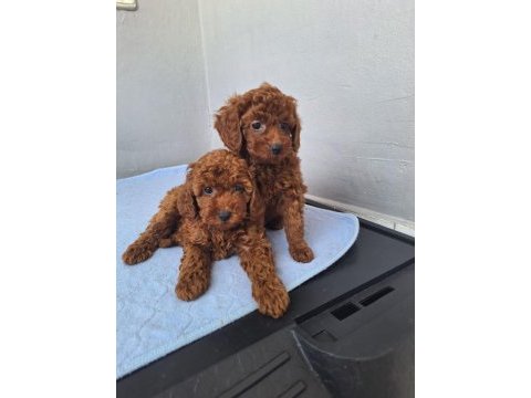Minik toy poodle kızımız