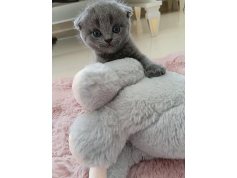 Gri scottish fold yavrumuza yuva