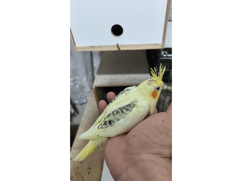 Sultan papağanı yavruları 2 aylik çiftler